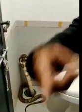 Người phụ nữ hoảng hồn phát hiện rắn hổ mang trong nhà tắm